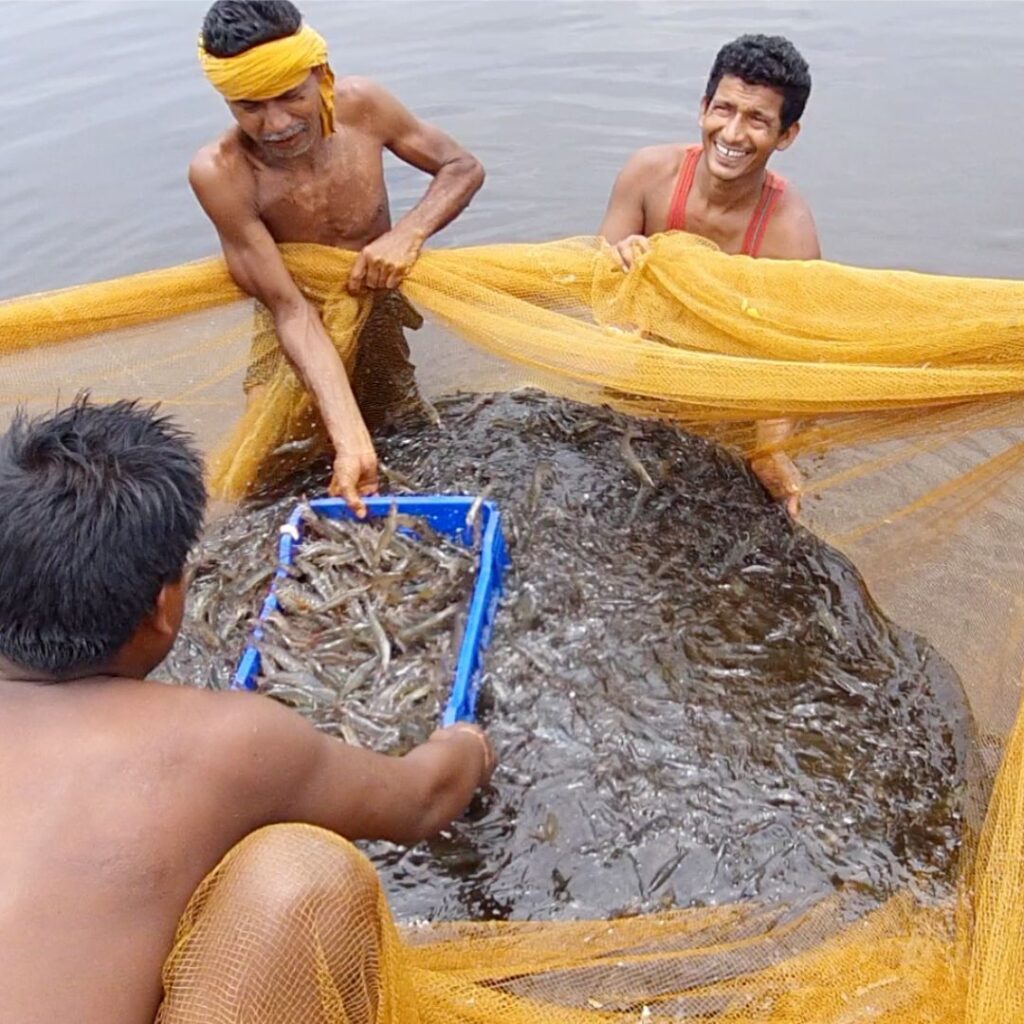 Shrimp Farming Management Shrimp Farming Management